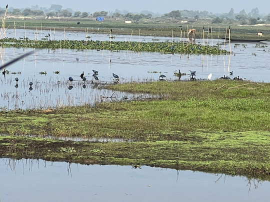 Baikka Beel Wetland Sanctuary-Sreemangal必去景点
