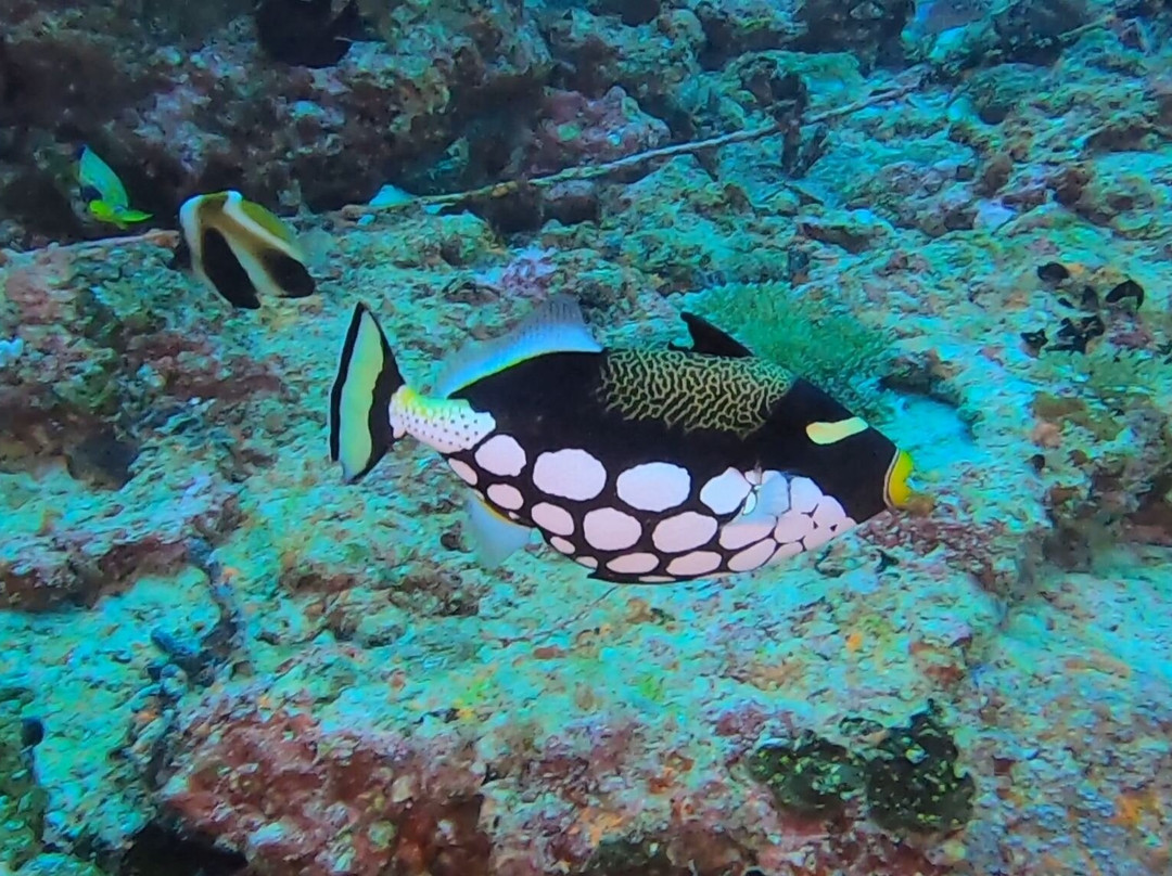 Dive & Sail Ellaidhoo-埃拉胡岛必去景点