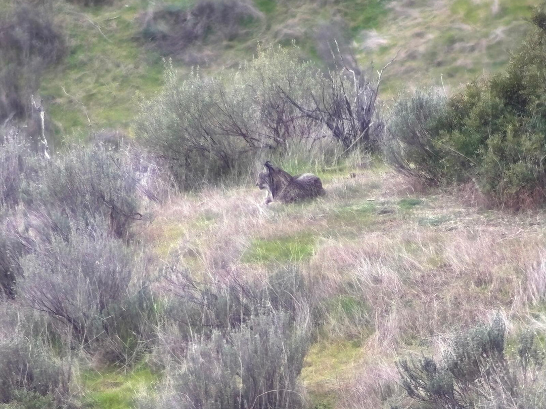 Birds&Lynx Ecotourism-La Carolina必去景点
