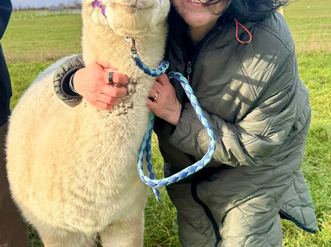 Natterjack Alpacas-Ormskirk必去景点