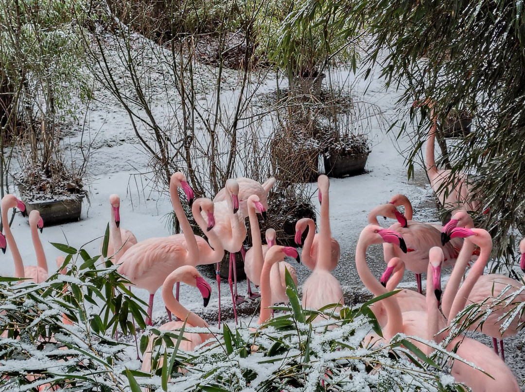 Zoo Salzburg-安妮夫必去景点