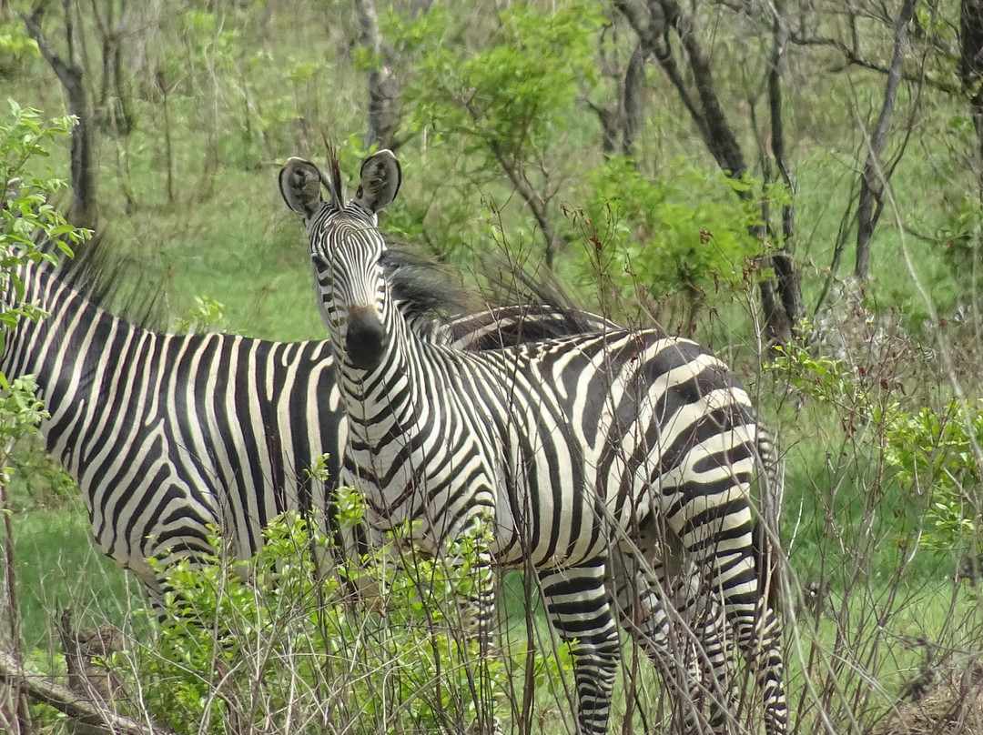 Kihindo  Tours and Safaris Limited-Dar es Salaam必去景点