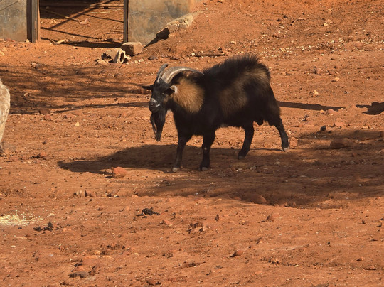 Bait Shaker-Al Salt必去景点