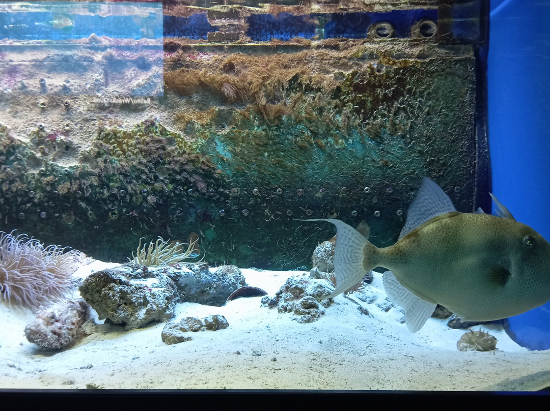 Acquario Del Salento-Santa Maria al Bagno必去景点