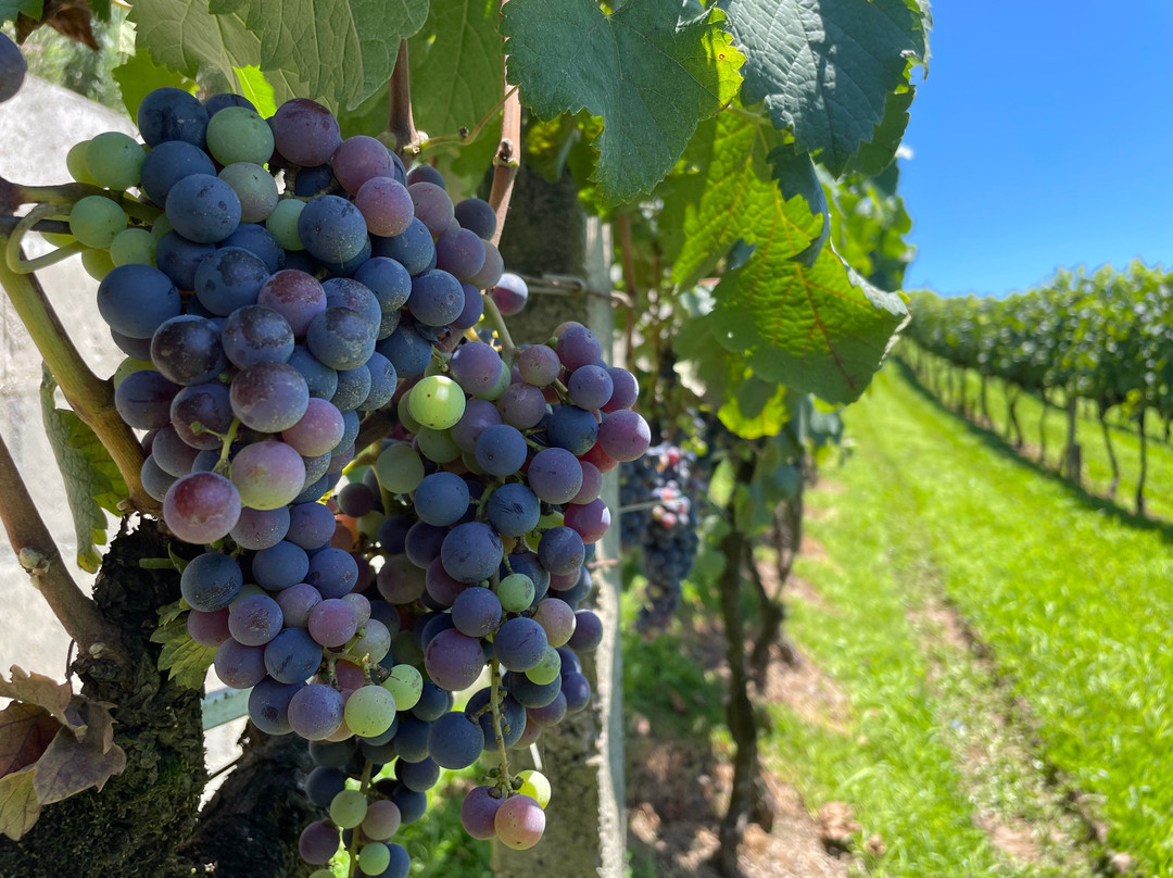 Pizzato-本图贡萨尔维斯必去景点