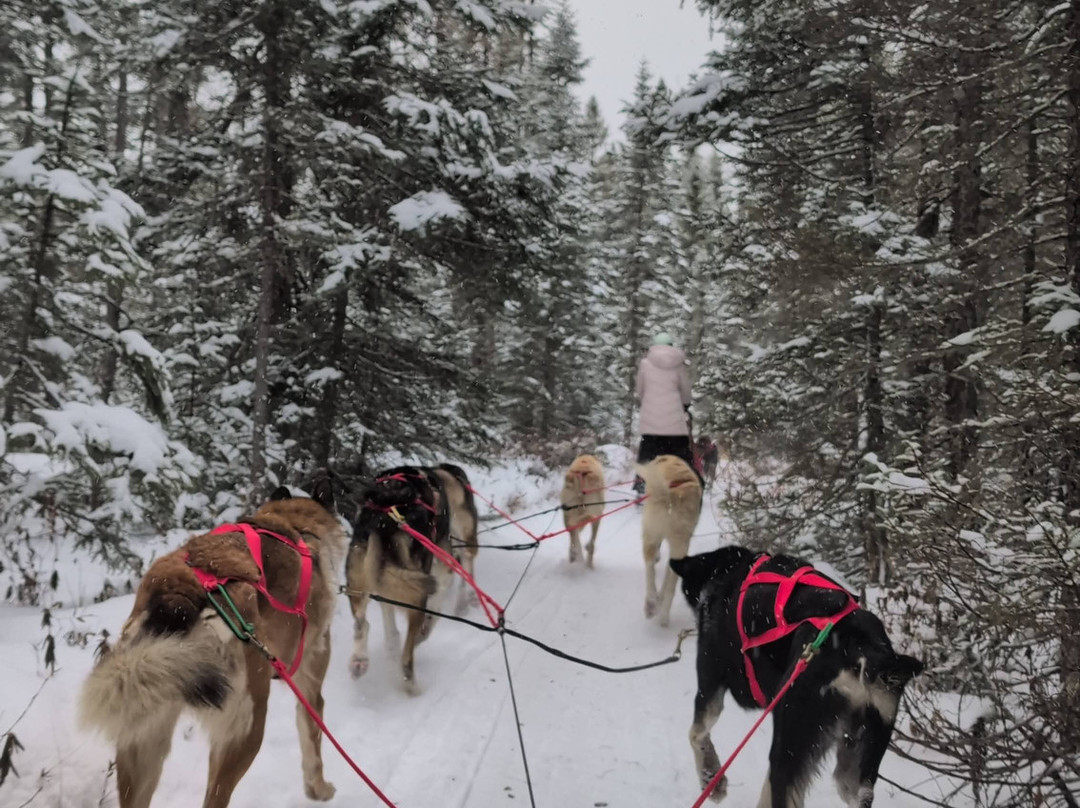 Chilly Dogs Sled Dog Trips-伊利必去景点