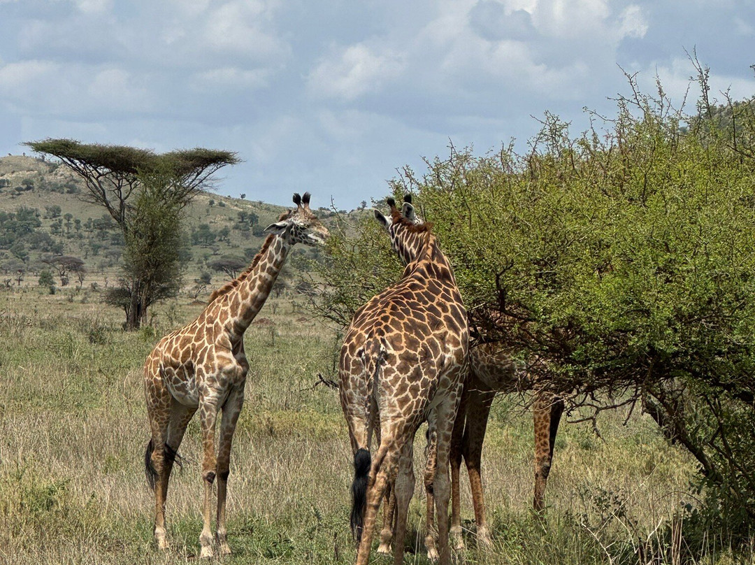 Tansania Reiseabenteuer SDL GmbH-柏林必去景点