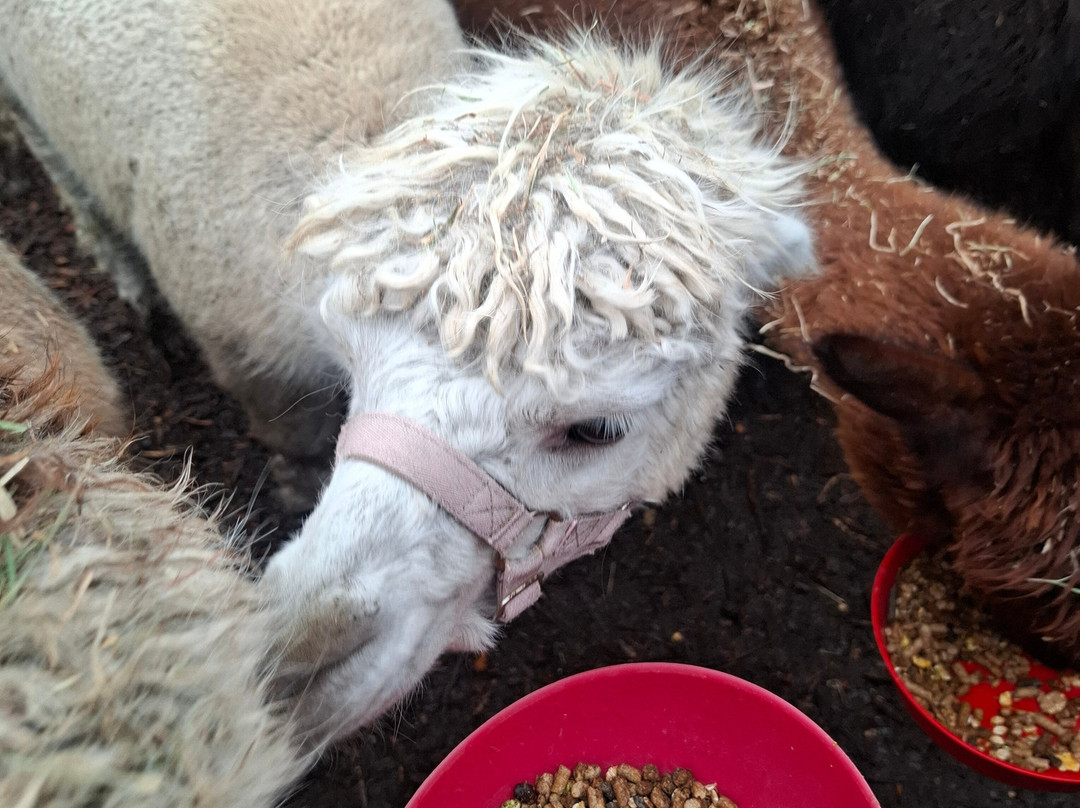 Nanny Sharon's Alpaca Farm C.I.C-Prenton必去景点