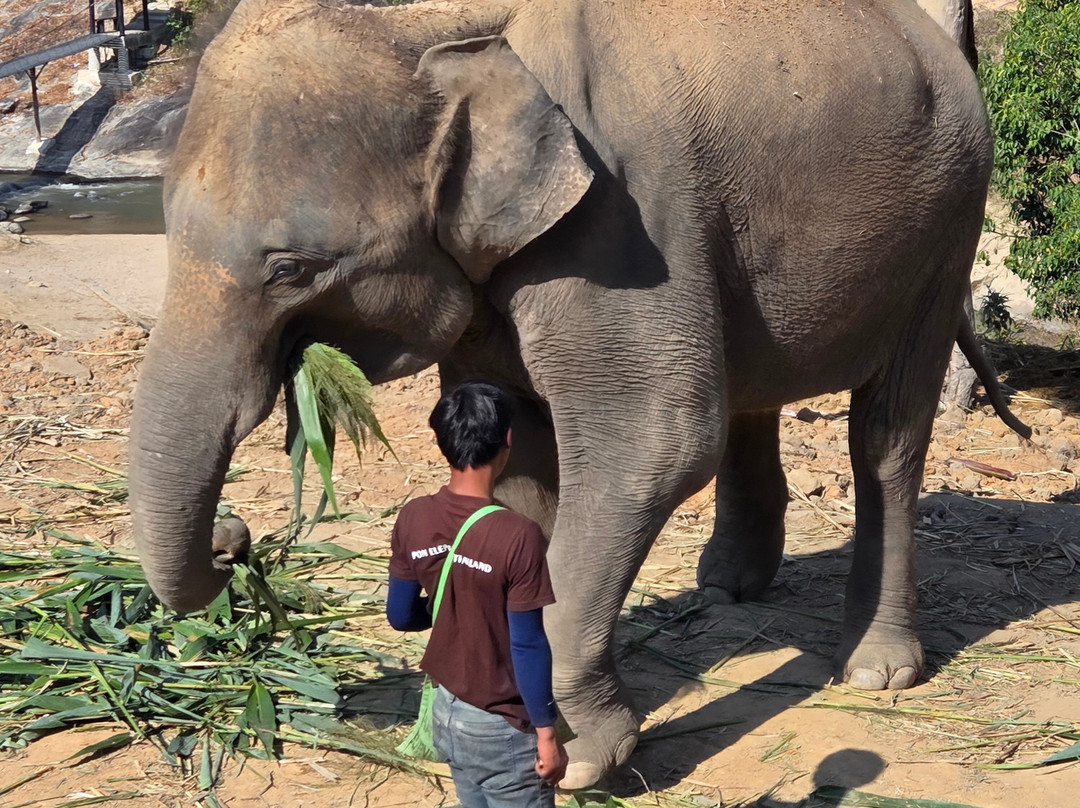 Pon Elephant Thailand-清迈必去景点