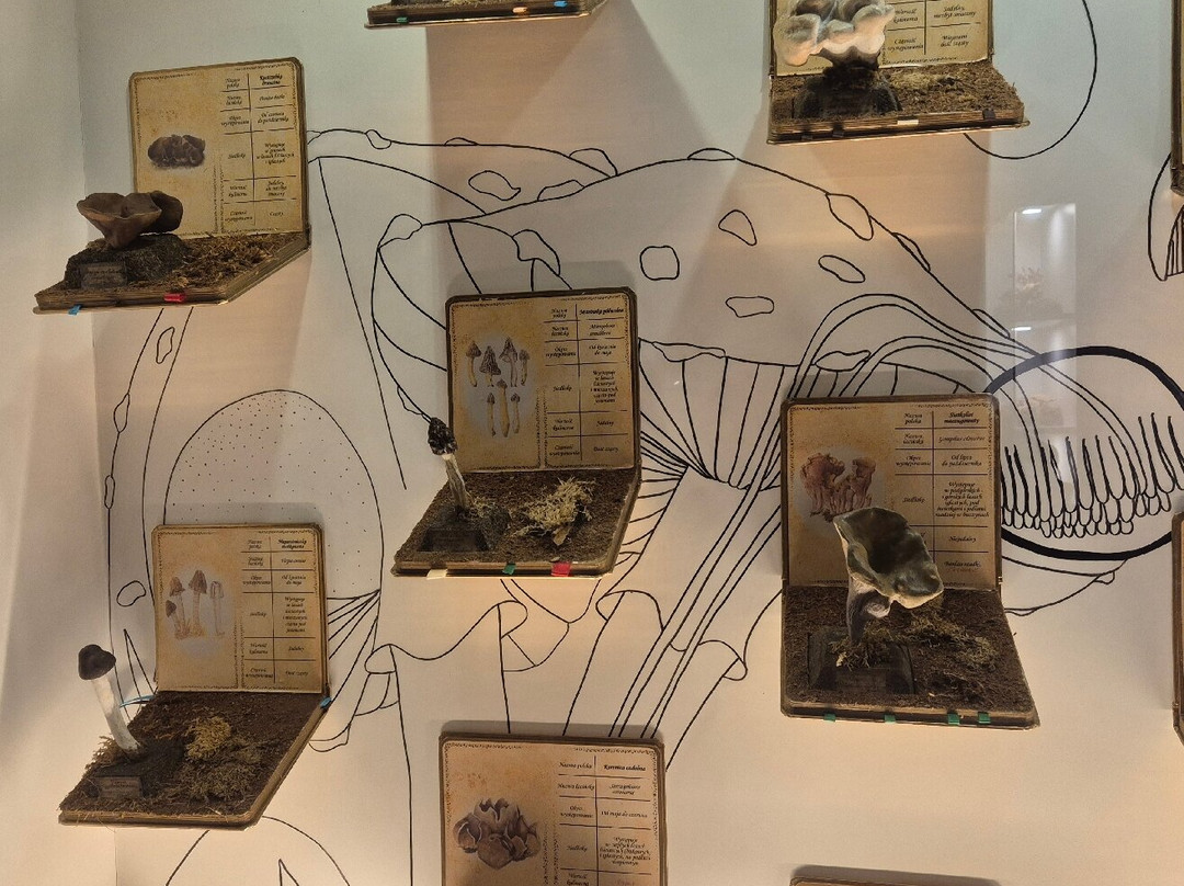 Natural History Museum-Jelenia Gora必去景点