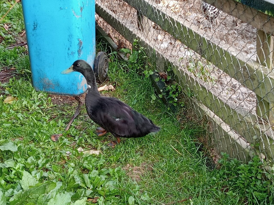 奇异岛汽车旅馆及假日公园酒店主图