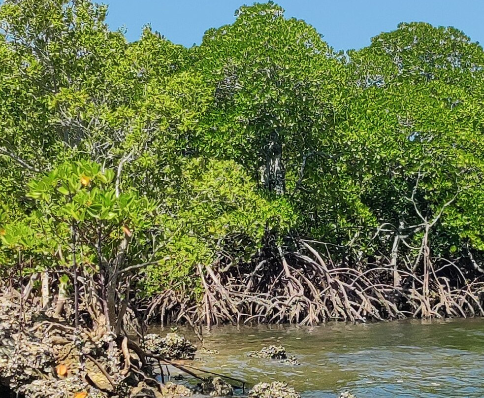 Lady Lamu Dhow-拉穆岛必去景点
