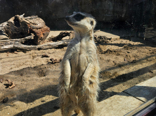 横滨Zoorasia动物园-横滨市必去景点