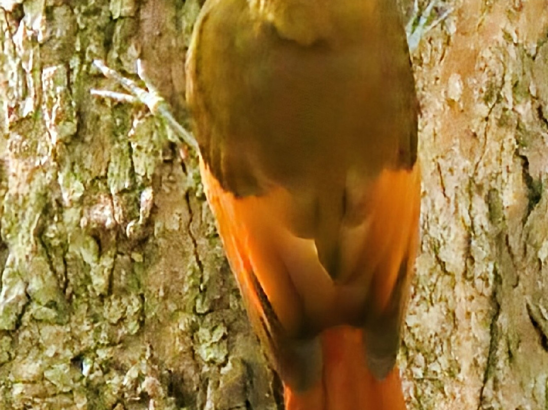 Angel Castillo-Birding Tours-巴利亚多利德必去景点