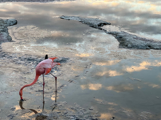 Galapagos by Local Guides-圣克鲁斯必去景点