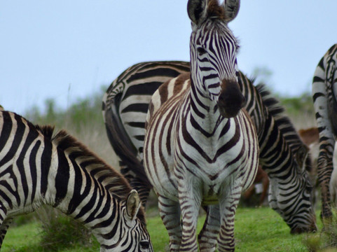 Cubs Expeditions Limited-阿鲁沙必去景点