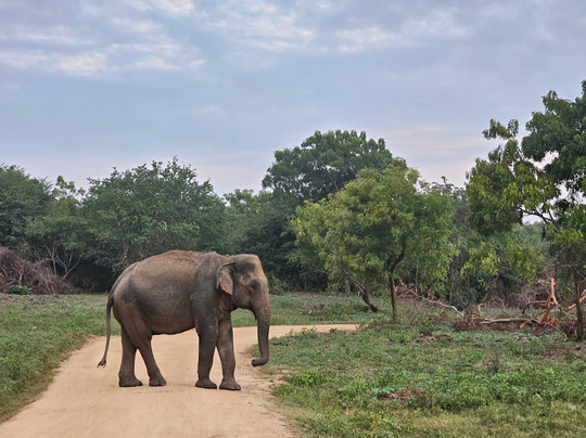 Kavisha Safari Service Udawalawa-乌达瓦拉瓦必去景点