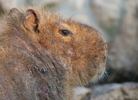 Melios Zoo-尼科西亚必去景点