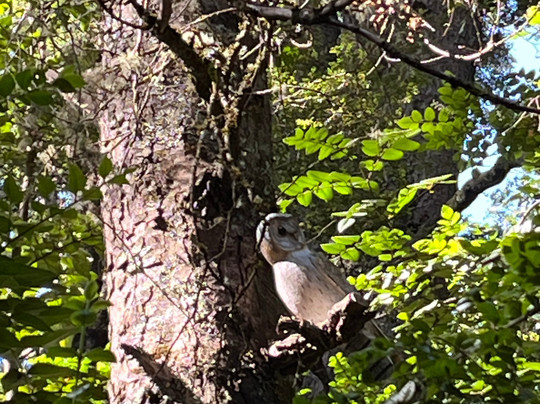 Vortice Park-Curacautin必去景点