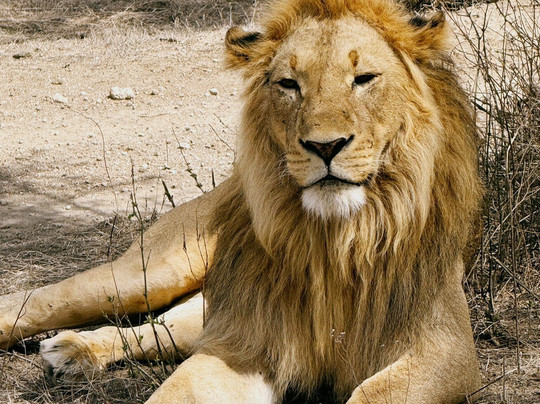 Buutu Safaris-金贾必去景点