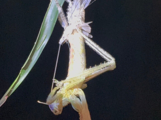 Abel Bustamante - Tour Guide-Manzanillo必去景点