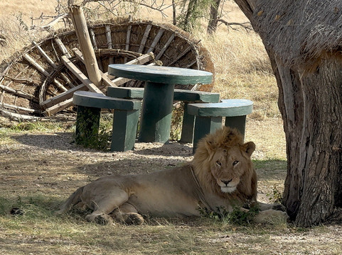 Ascend Tanzania-莫西必去景点