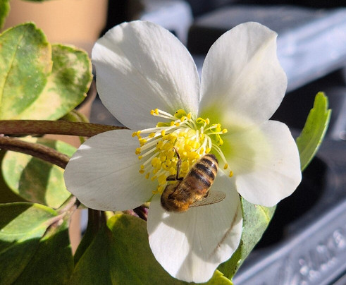 Abergavenny Garden Centre