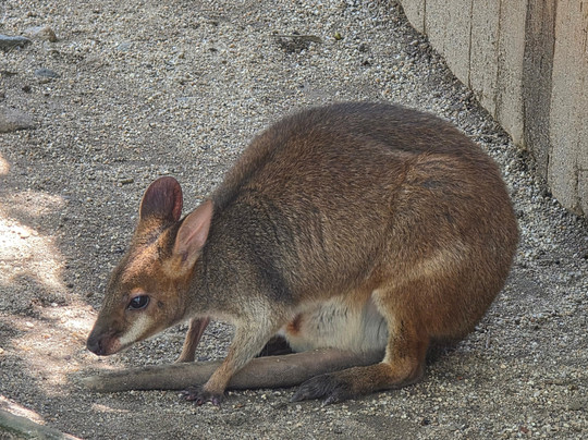 Tablelands Tours-凯恩斯必去景点