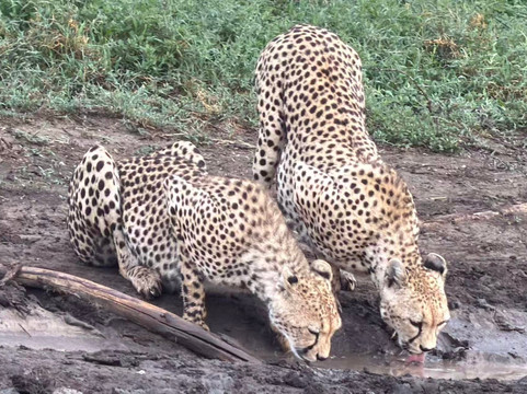 Sino Africa Safari-内罗毕必去景点