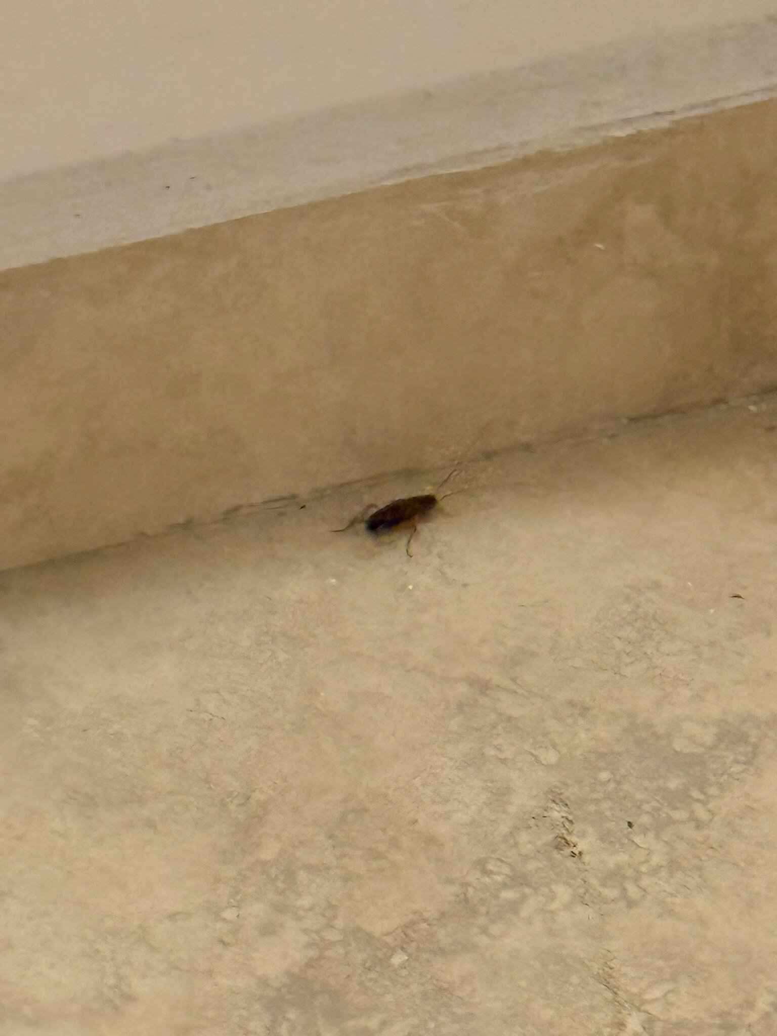 Valentin Perla Blanca-官方