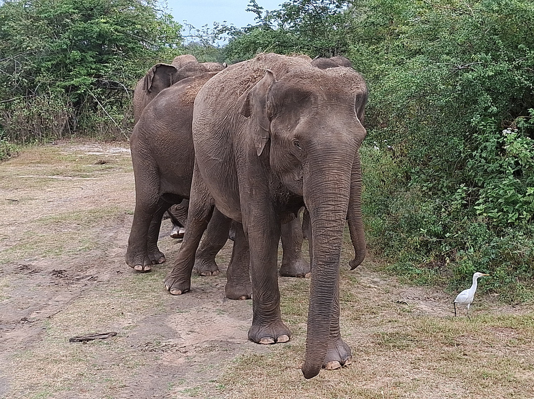 Wilderness Safari Udawalawe-乌达瓦拉瓦必去景点