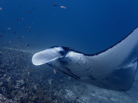 Scuba Junkie Komodo-Labuan Bajo必去景点