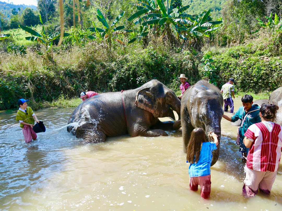 Karen Tribe Native Elephant-清迈必去景点