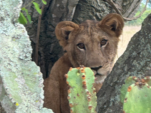 Ngoni Safaris Uganda-坎帕拉必去景点