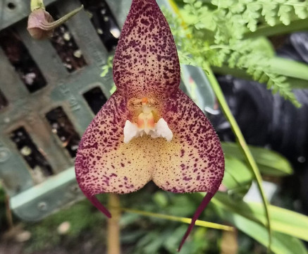 Finca Dracula-Cerro Punta必去景点