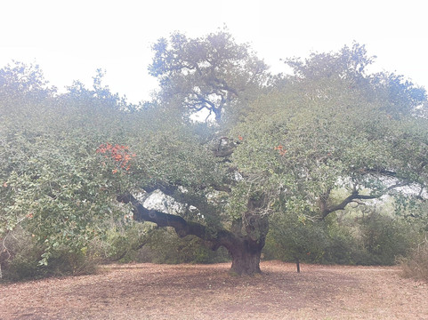 Goose Island State Park-罗克波特必去景点