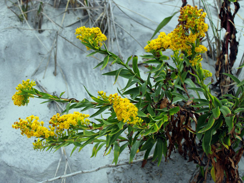 Stone Harbor Point-Stone Harbor必去景点