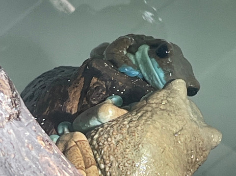 Wikiri Sapoparque-基多必去景点