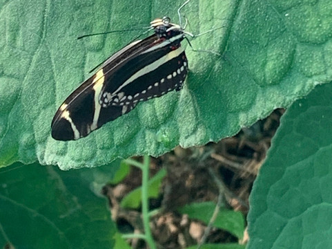 The Bug Parc-Lenwade必去景点
