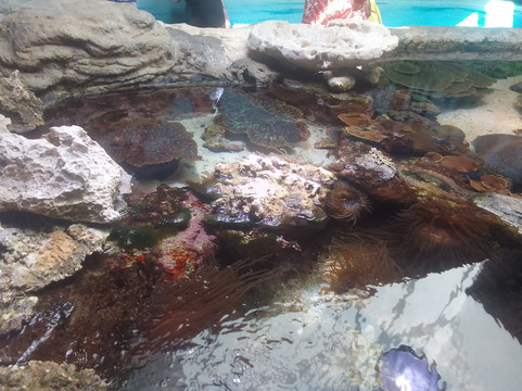 Aquarium des Lagons Nouvelle Caledonie-努美阿必去景点