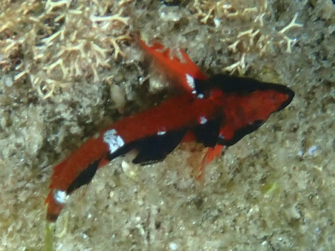 Australia's Coastal Wilderness Adventures-赫斯基森必去景点