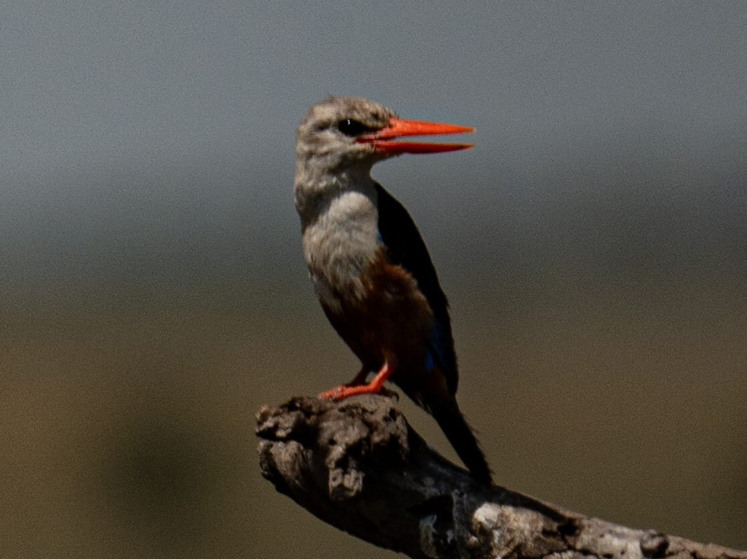 Stokman Safaris-Ruiru必去景点