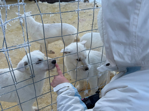 Soulmate Huskies-Pello必去景点