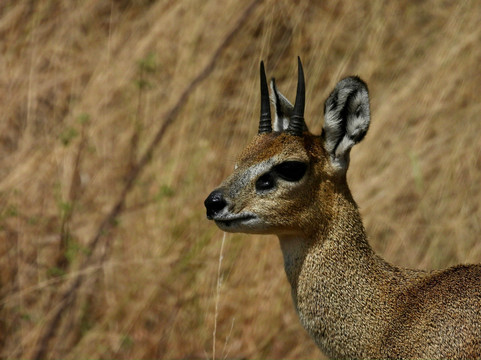 UBUNTU SAFARIS & TOURS COMPANY-阿鲁沙必去景点