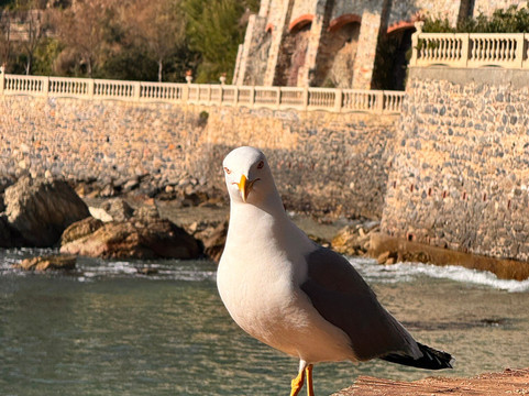 菲娅其尔诺酒店主图