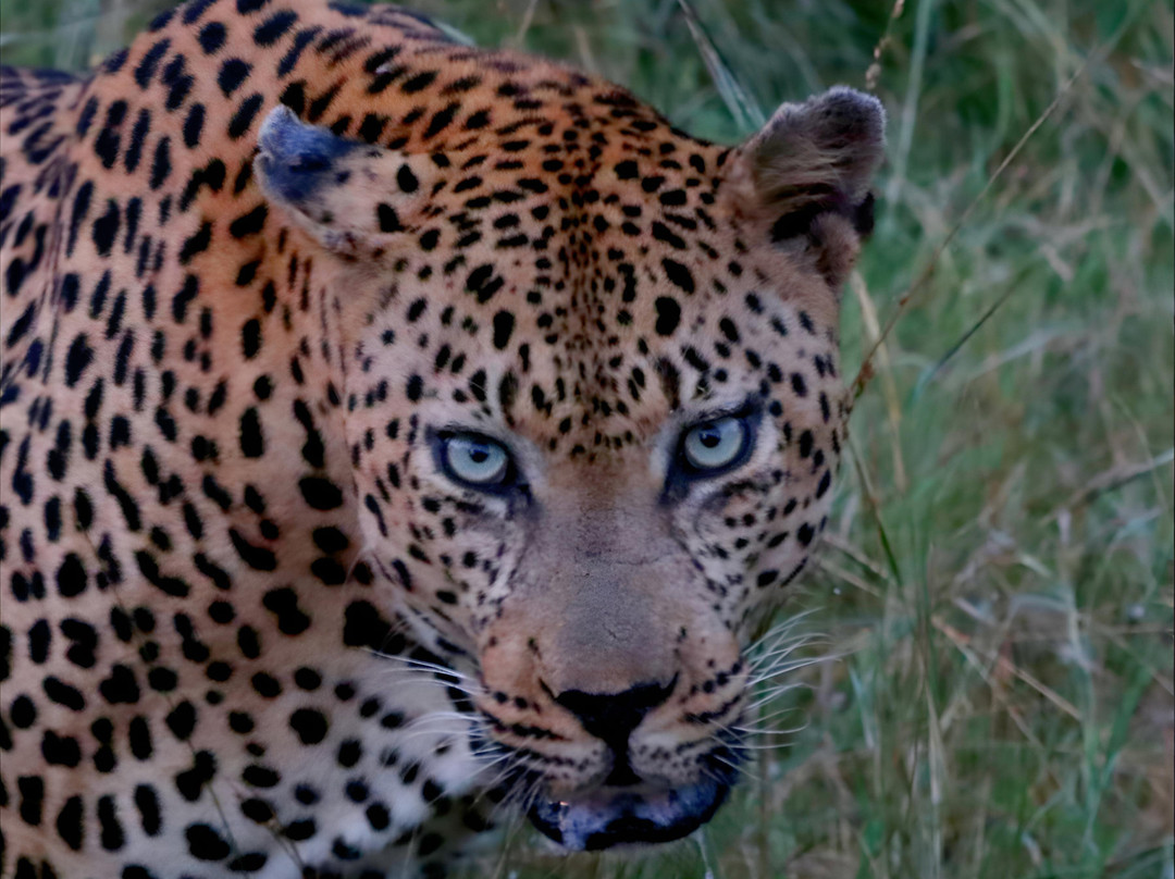 Red Africa Safaris-司库库札必去景点