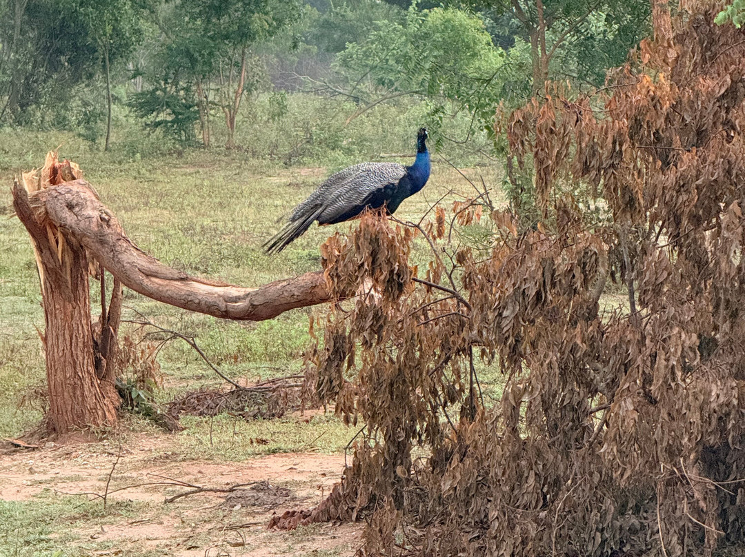 Udawalawe Safari Tours-乌达瓦拉维国家公园必去景点