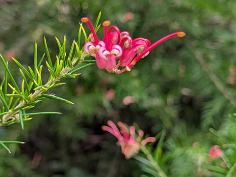 Point Defiance Zoo & Aquarium-塔科马必去景点