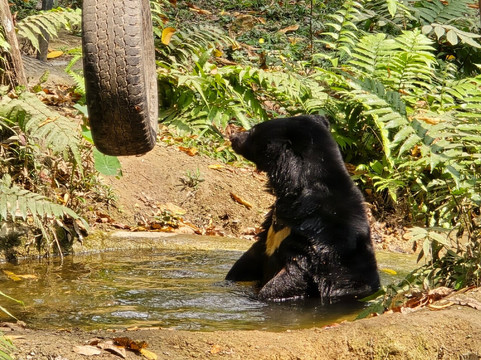 Free the Bears-琅勃拉邦必去景点