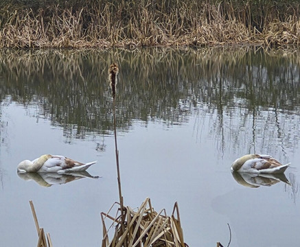 Kelmarsh Hall & Gardens-Kelmarsh必去景点